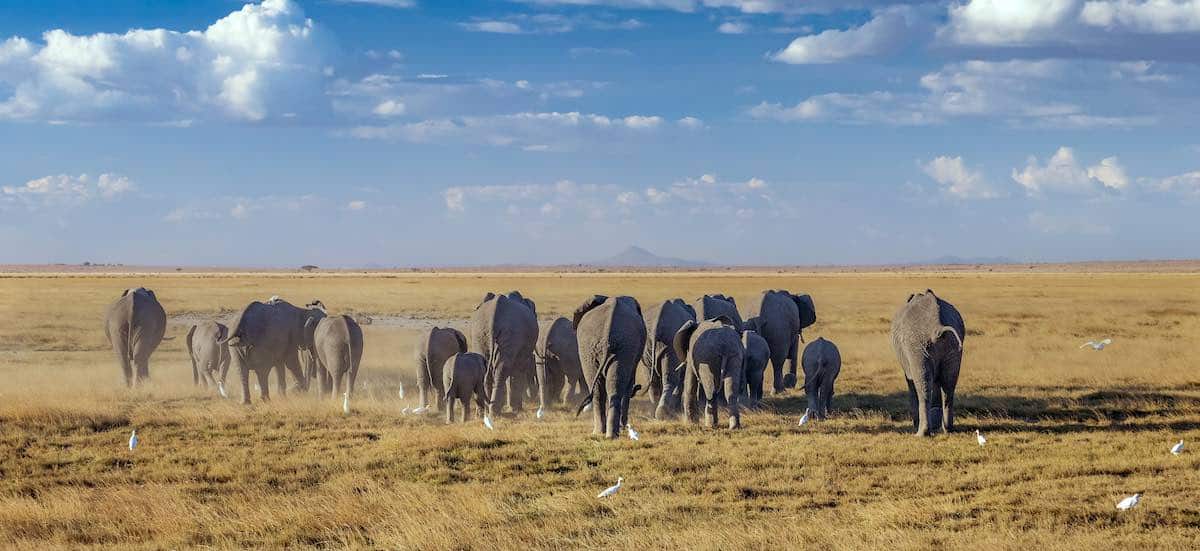 Een grote kudde, op weg door de Amboseli, Kenia. Foto door Neil en Zulma Scott.