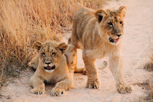 Broers en zussen van een leeuw rusten uit in Gonarezhou National Park in Zimbabwe. Foto door Christine Donaldson.