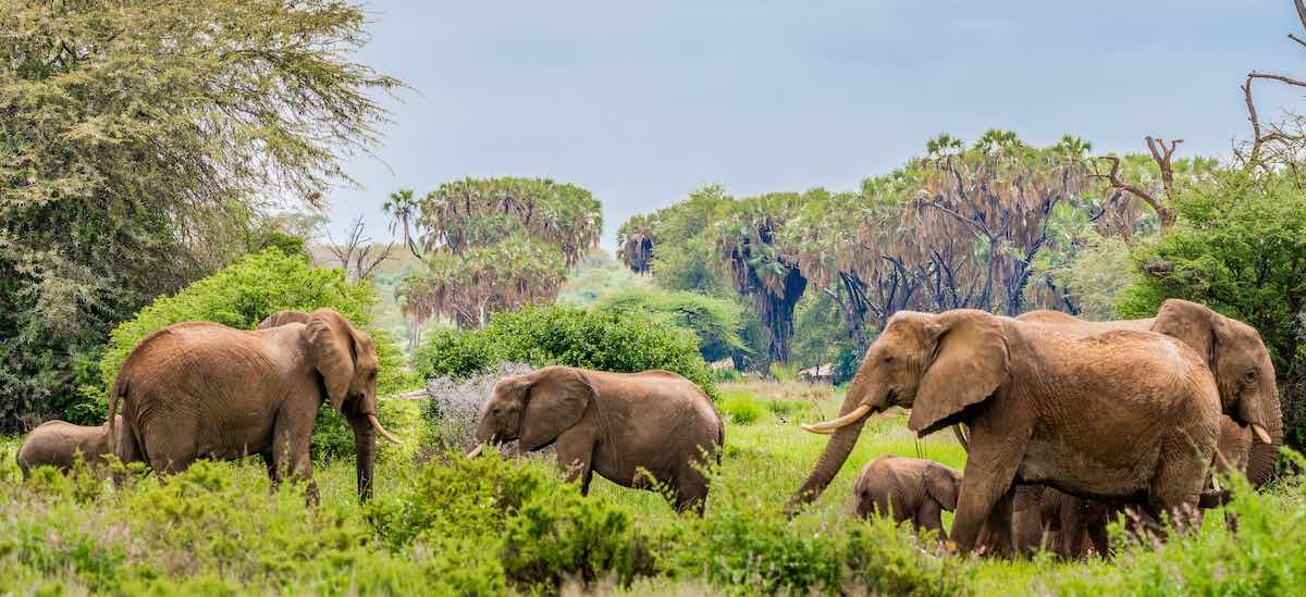 Elefantes en libertad en la Reserva Nacional de Samburu, Kenia. Fotografía de Photos By Beks.