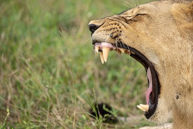Yawning lion at Mana Pools National Park in Zimbabwe. Photo by Birger Strahl.