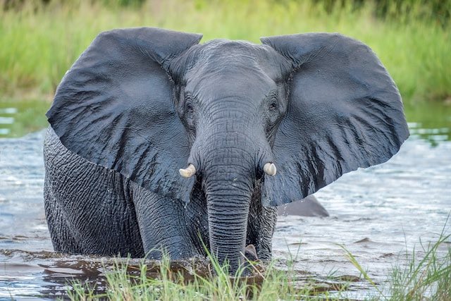 Een Afrikaanse olifant neemt een verkoelend bad in Zuid-Afrika. Foto door Felix M. Dorn.