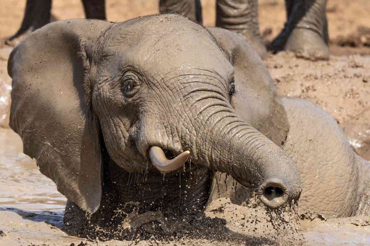 Een kleine olifant neemt een verkoelend modderbad in Addo National Park.