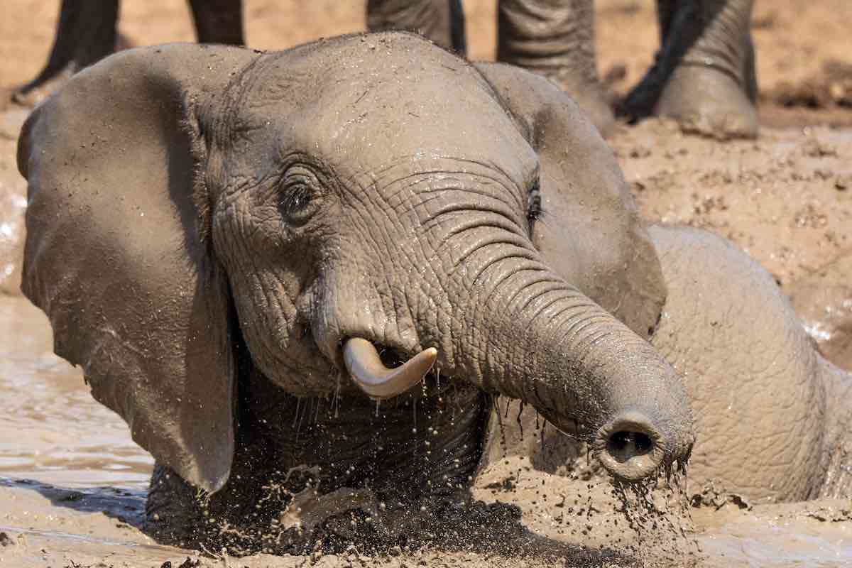 how-do-elephants-clean-themselves-the-elephant-guide