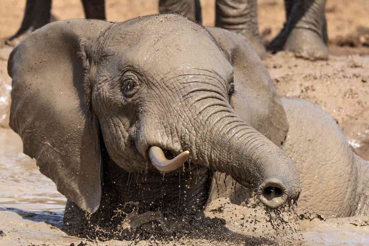 How Do Elephants Clean Themselves The Elephant Guide