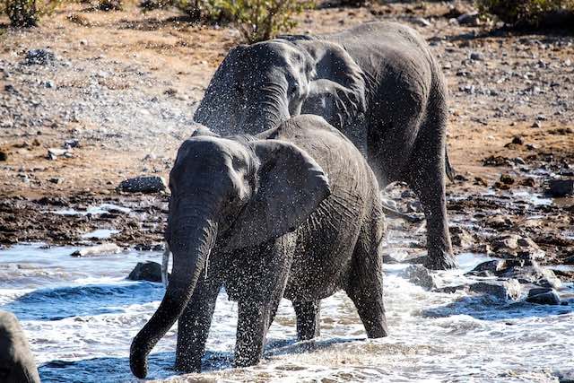 Olifanten sproeien water op elkaar met hun slurf. Foto door Alan J. Hendry.