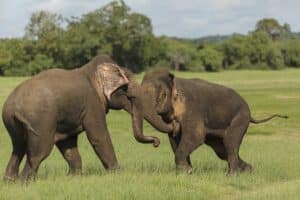 Unveiling The Mystery Of Elephant Musth: A Comprehensive Guide - The ...