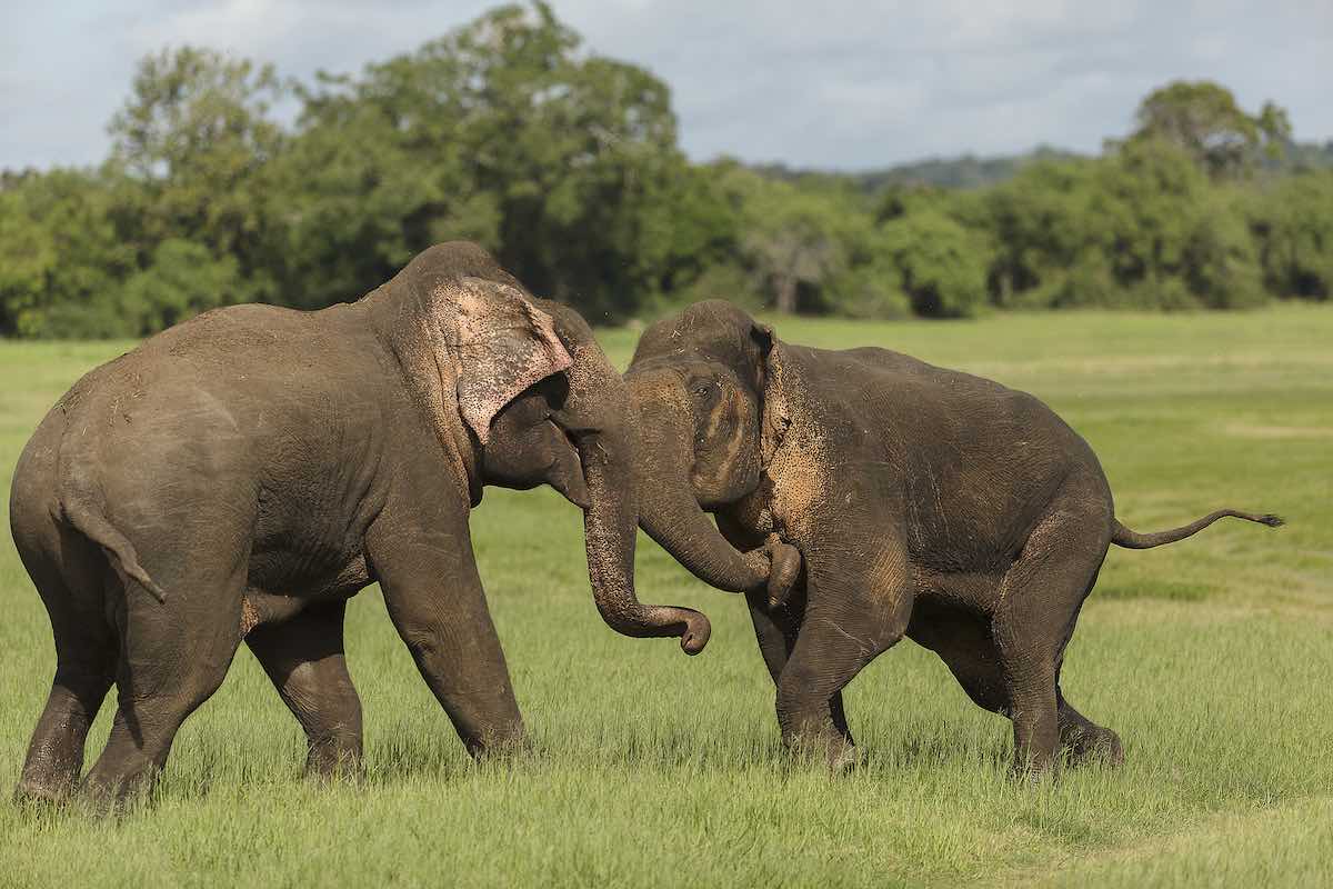 Elefantes asiáticos en musth luchando entre sí. Fuente de la imagen: Wikipedia.