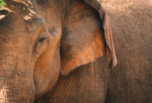 Nahaufnahme eines asiatischen Elefanten, aufgenommen in Udawalawa, Sri Lanka.