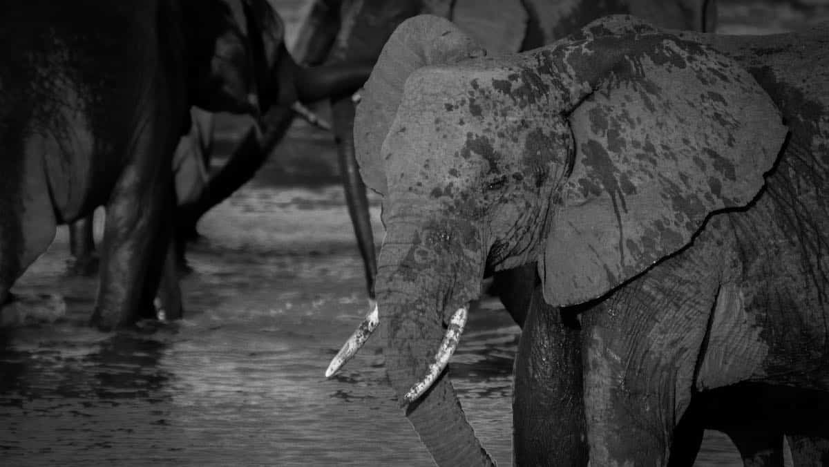 Afrikanischer Elefant nimmt ein Schlammbad zur Abkühlung. Foto von Kelley Jean Main.