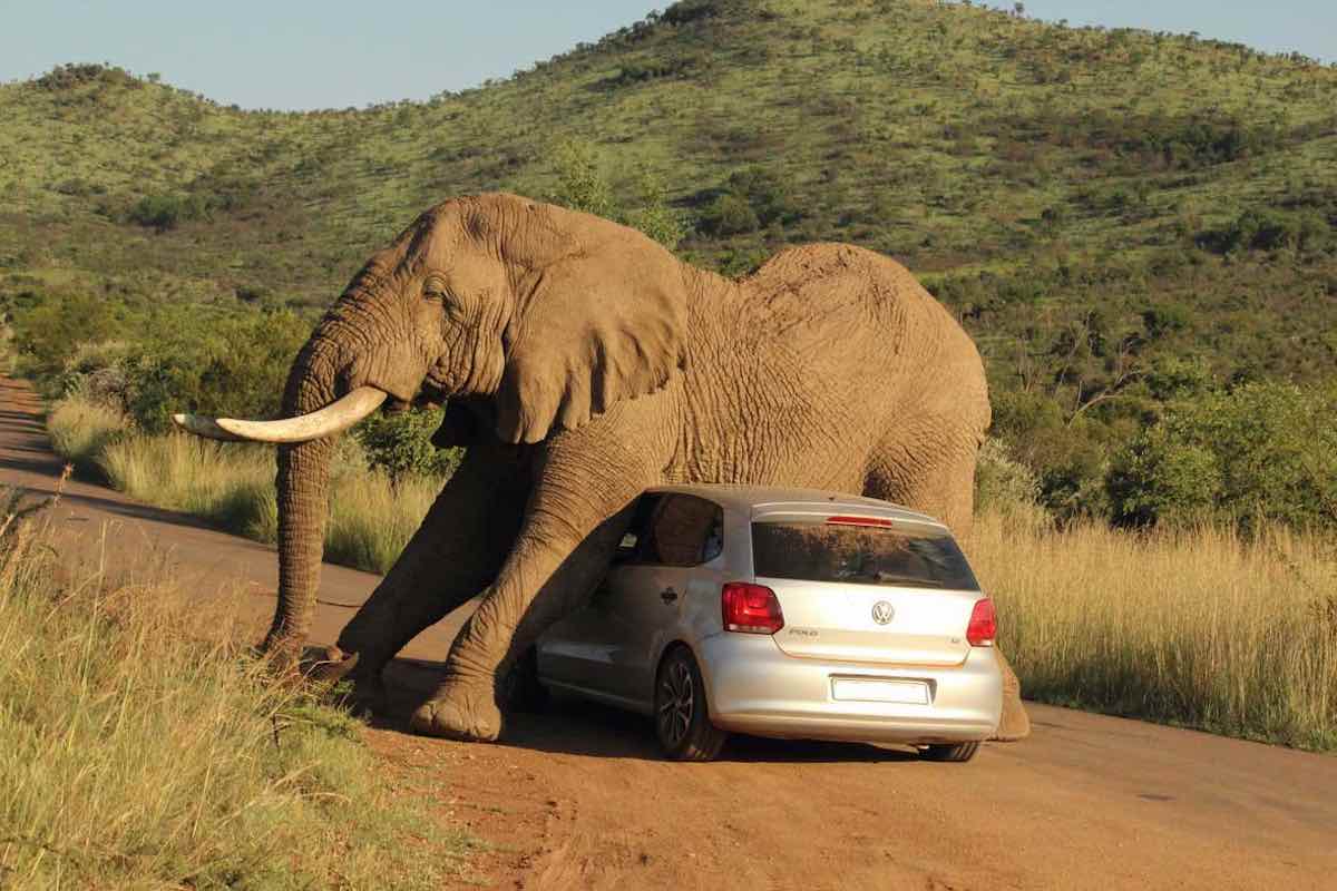 En elefant kliar sig på magen mot en bil. Foto: earthtouchnews.com.