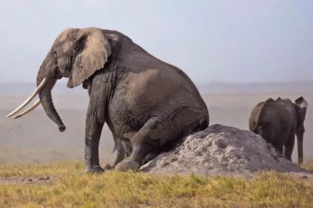 Un elefante rascándose el trasero contra una roca en libertad. Fuente de la imagen: Irish Mirror.