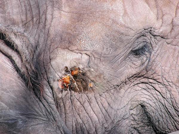 Secreción de temporina durante el musth del elefante. Fuente de la imagen: Wikipedia.