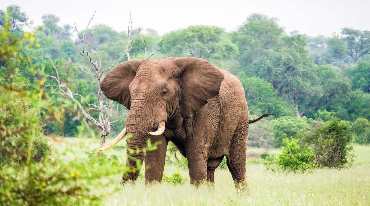 Mannelijke Afrikaanse olifant met grote slagtanden die gras eet. Foto door Ante Hamersmit.