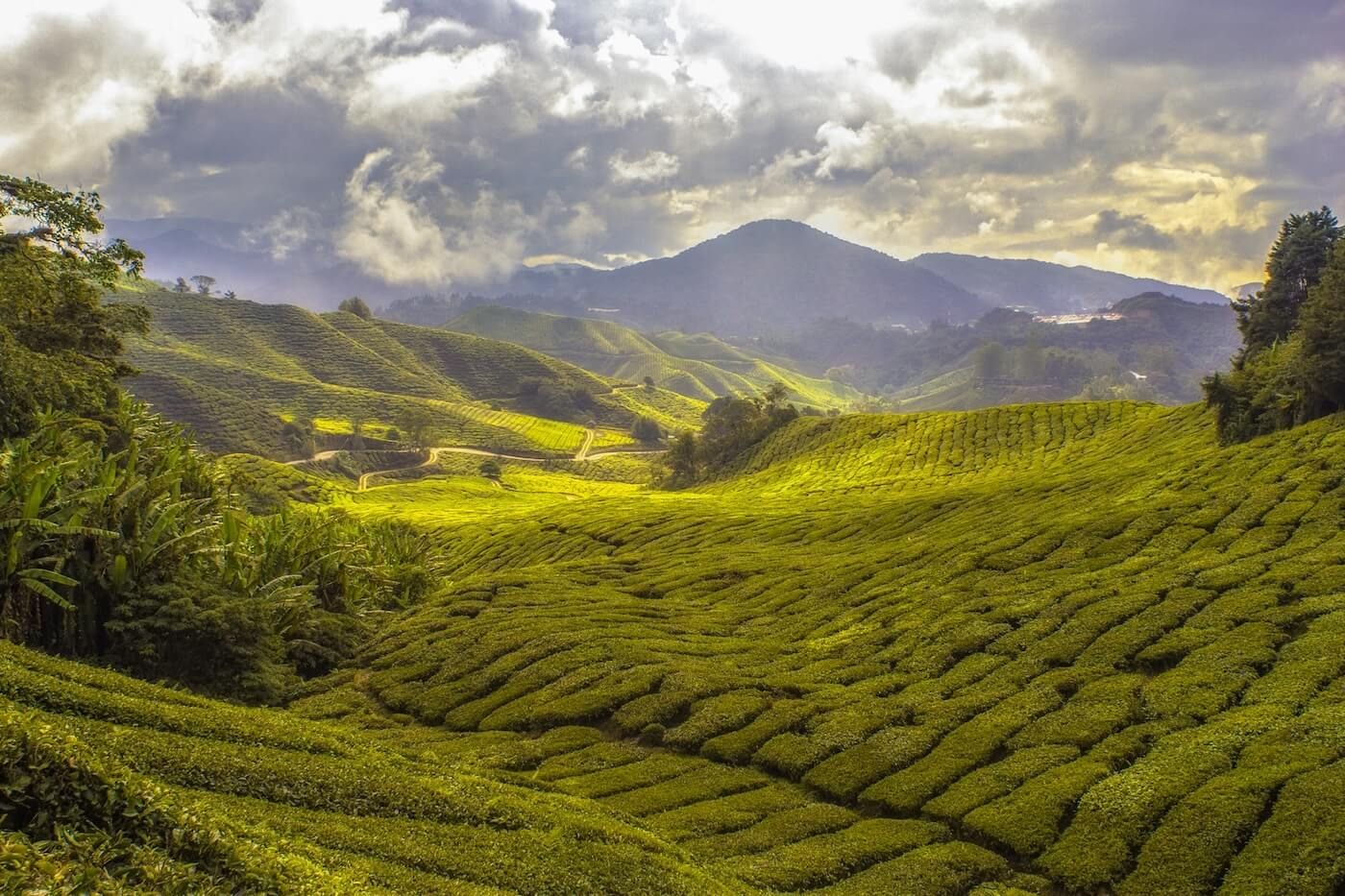 Malaysian jungle and forest. Beautiful!