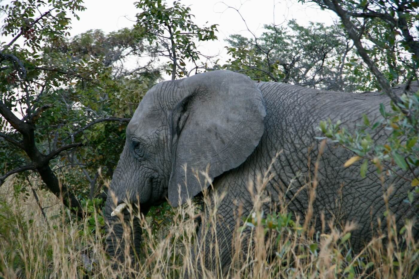 Elefante de la selva africana: Los jardineros de la selva