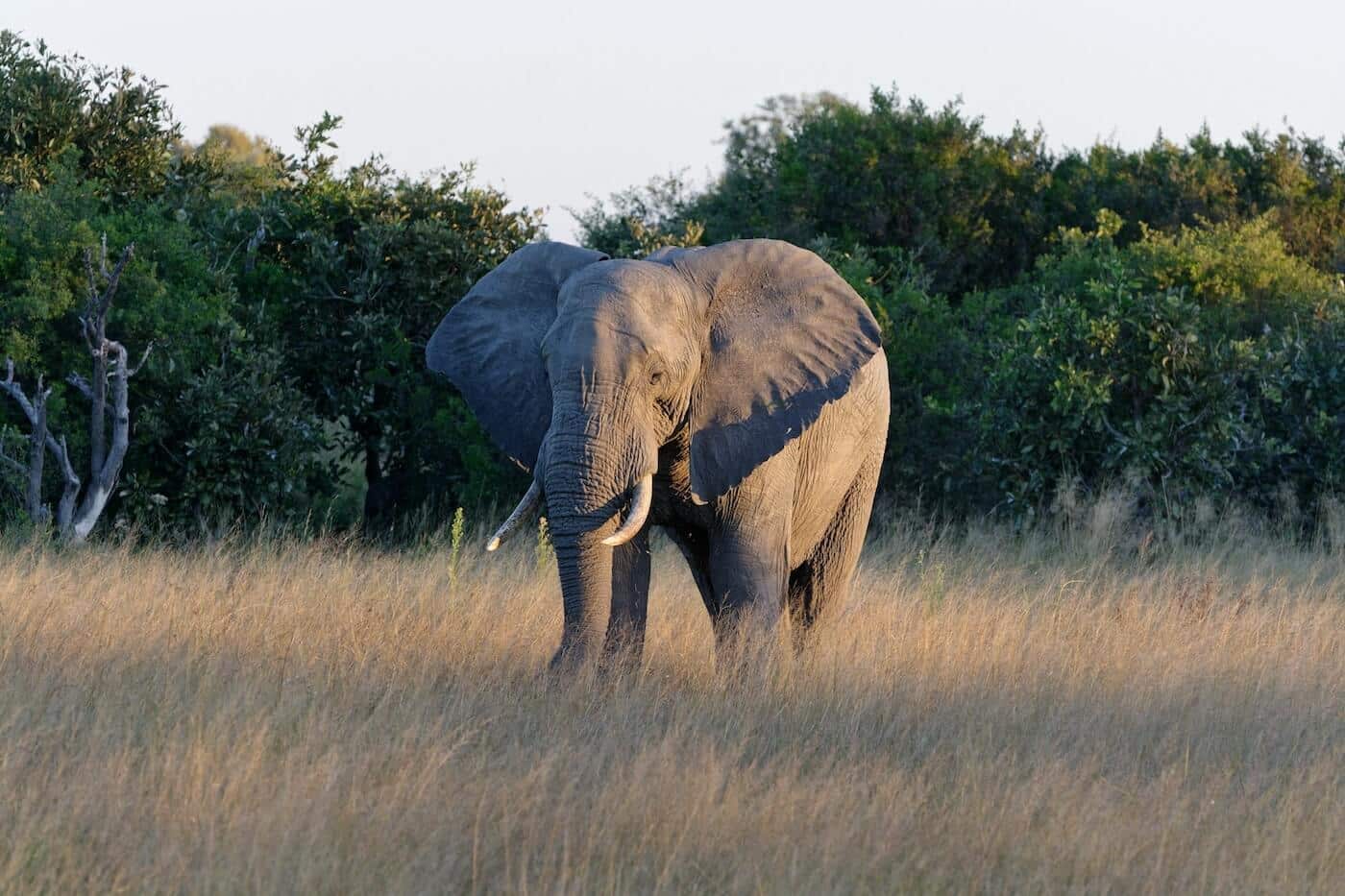 Elefante africano: Gigantes de la sabana.