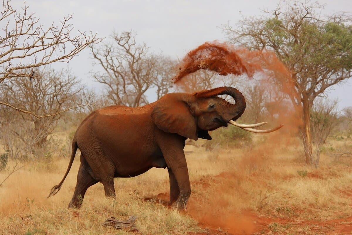 African elephant throwing dirt in dry season.