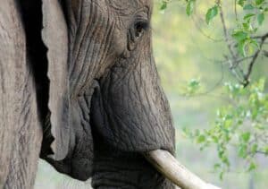 Elephant gazing into a forest in Asia.