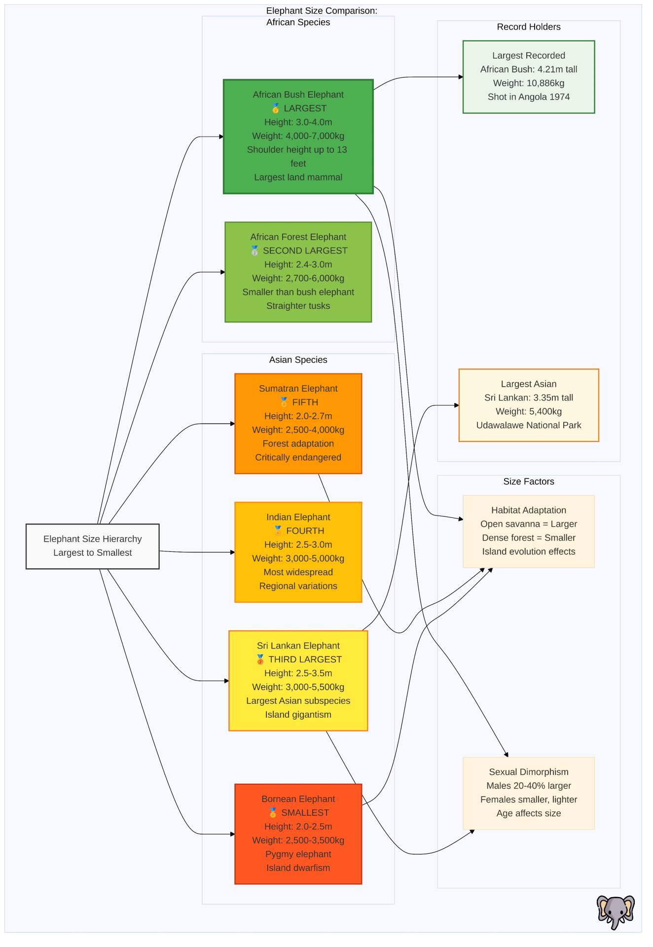 Comparación detallada del tamaño entre elefantes africanos de sabana, elefantes de bosque y escala humana, que pone de relieve las drásticas diferencias de tamaño entre especies.
