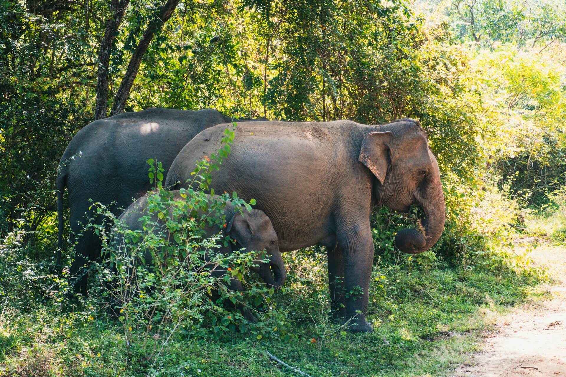 Asian Elephants roaming a forest in Sri Lanka.