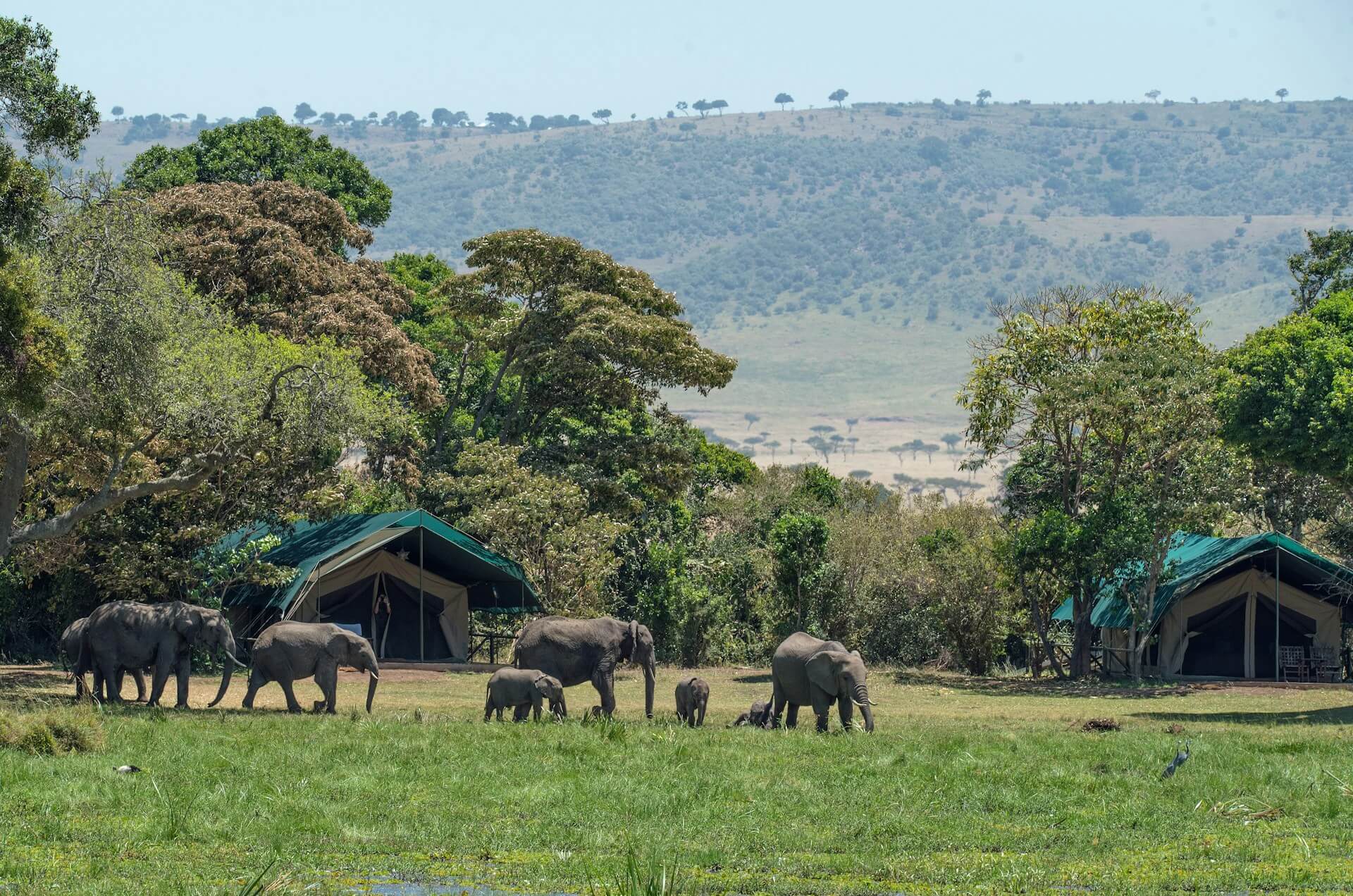 Elephants roaming a conservation somewhere in Africa.