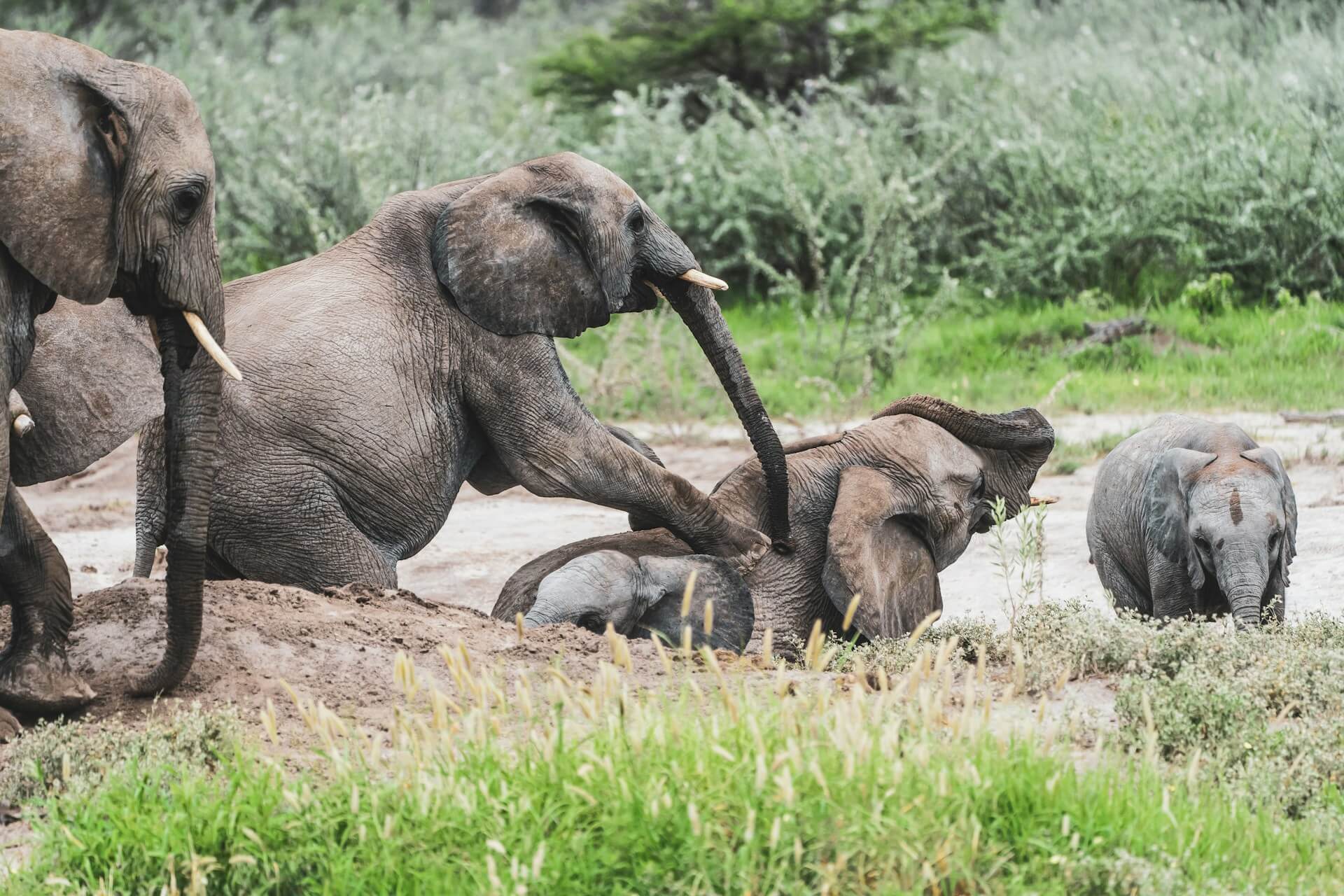 Elephants playing with their babies in a water hole. Understanding the dry vs wet seasonal changes is crucial for seeing "elephants in action".