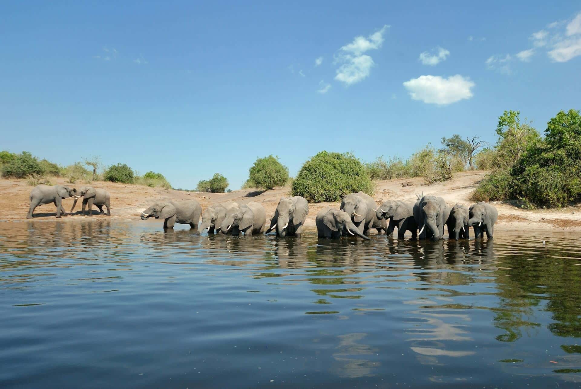 Elephants cooling themselves by a water hole in Africa.
