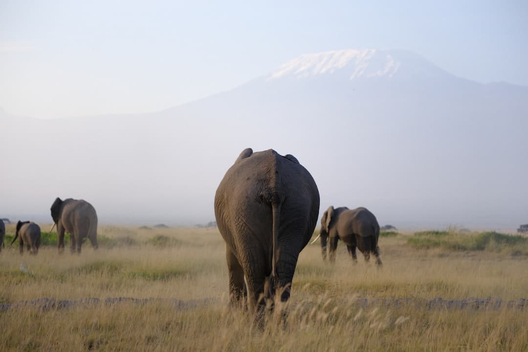 Elephants roaming the savanna at Amboseli National Park, Kenya, with Mount Kilimanjaro in the distance