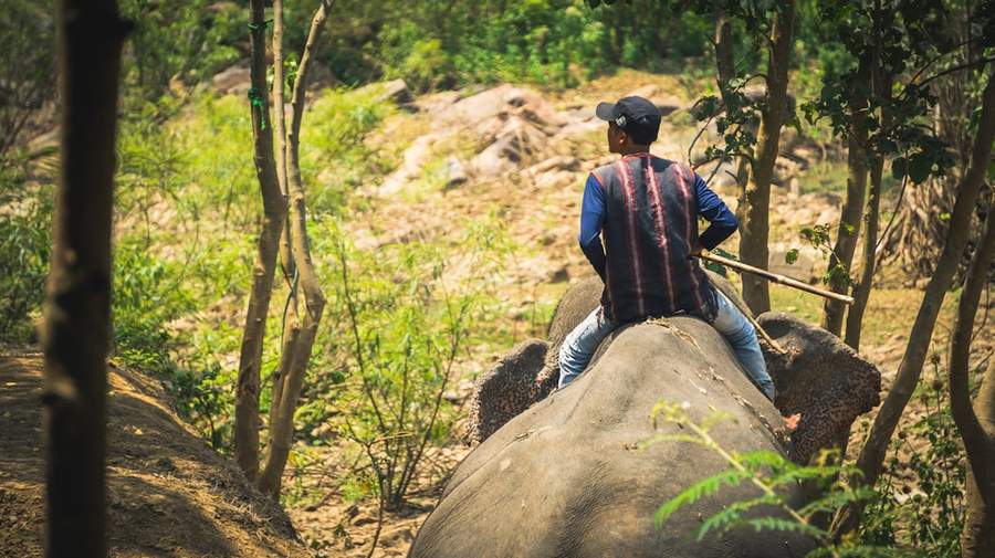 Dense tropical jungle in Cat Tien National Park, Vietnam, home to one of the country's last wild elephant populations