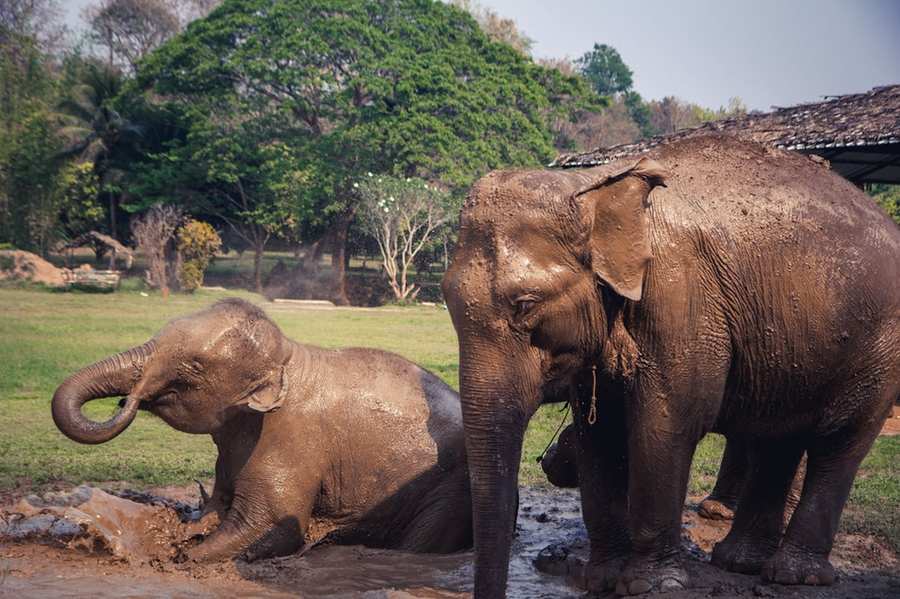 Young elephant being cared for by a keeper at an elephant conservation center in Vietnam