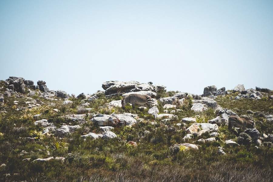 Elephants roaming the fynbos landscape of Gondwana Game Reserve, Garden Route, South Africa