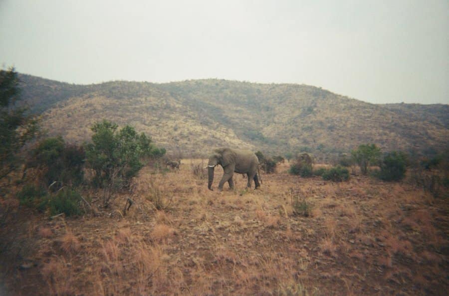 Elephants in the lush green landscape of Hluhluwe-iMfolozi Park, KwaZulu-Natal