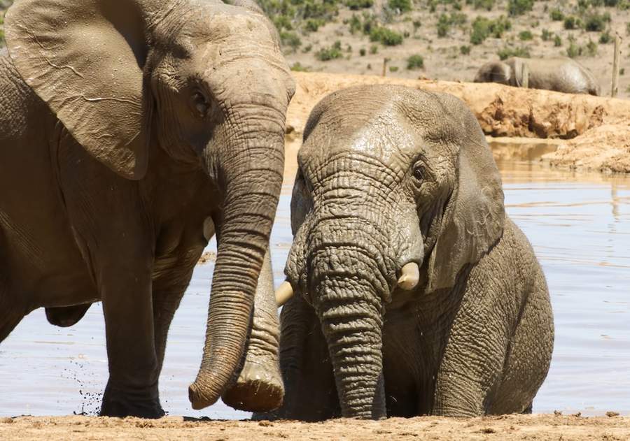 A rescued elephant amid the forest vegetation at Knysna Elephant Park, South Africa
