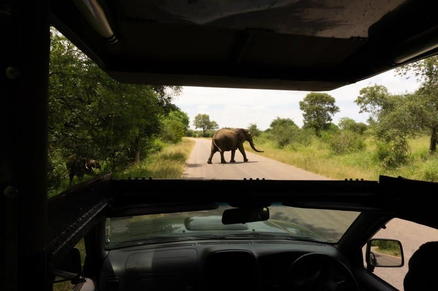 A herd of elephants moving across the savanna in Kruger National Park, South Africa