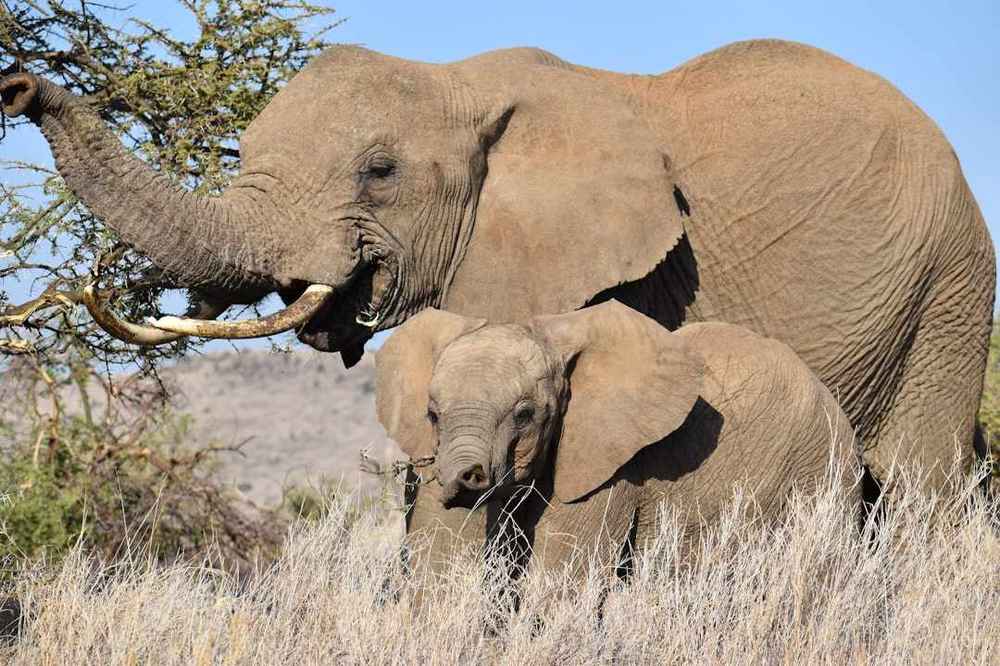 Elephants walking across open grassland at Lewa Wildlife Conservancy, Kenya
