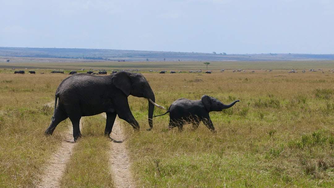Elephants on the golden savanna of the Masai Mara National Reserve, Kenya