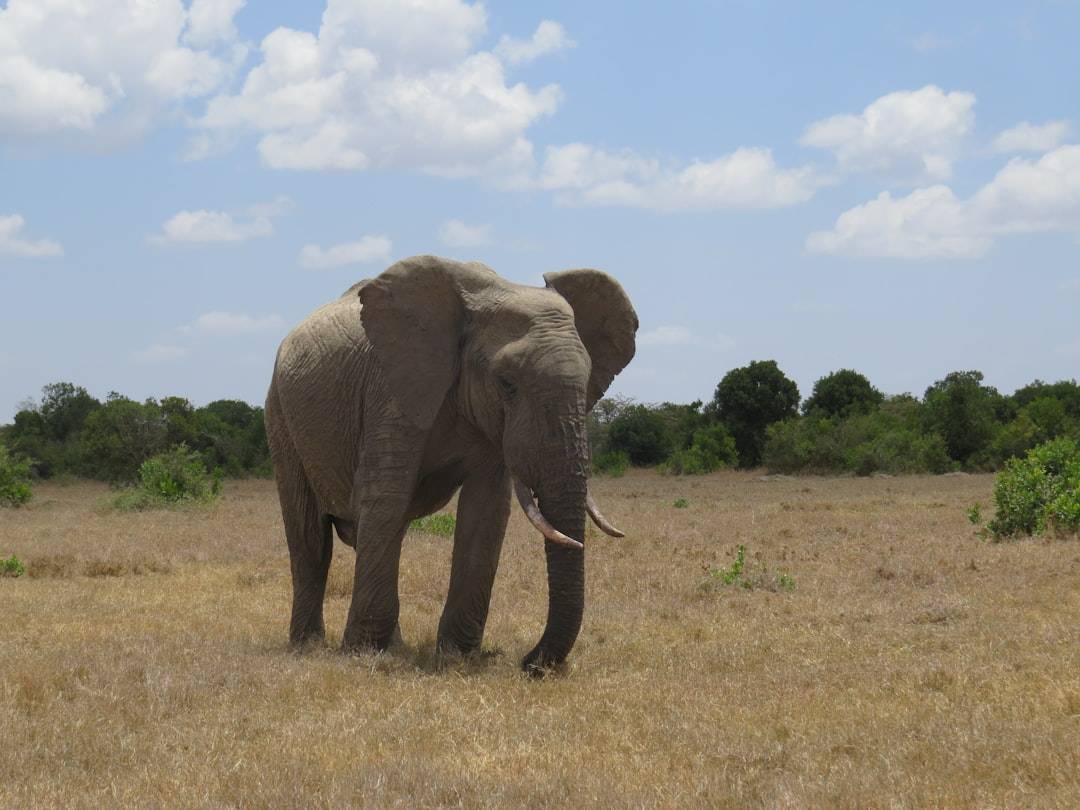 Elephants in the grasslands of Ol Pejeta Conservancy, Kenya