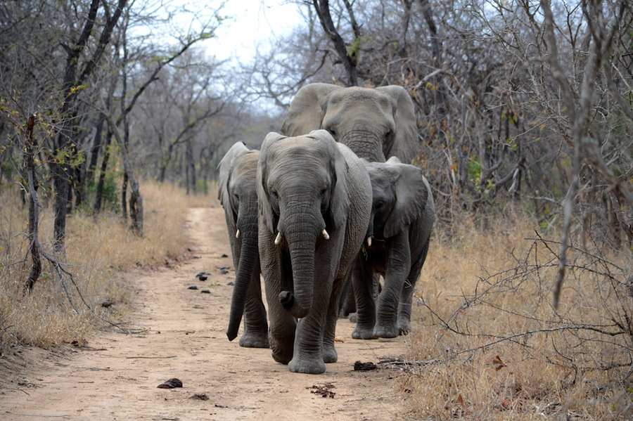An elephant browsing in Pilanesberg National Park, set within an ancient volcanic crater