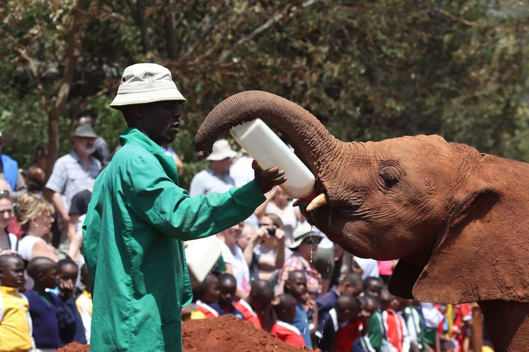 Baby elephants being fed at Reteti Elephant Sanctuary in Samburu County, Kenya