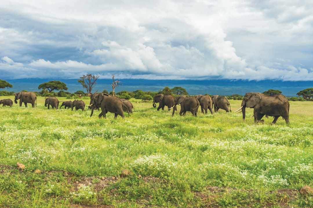 Elephants at a watering hole in Samburu National Reserve, Kenya
