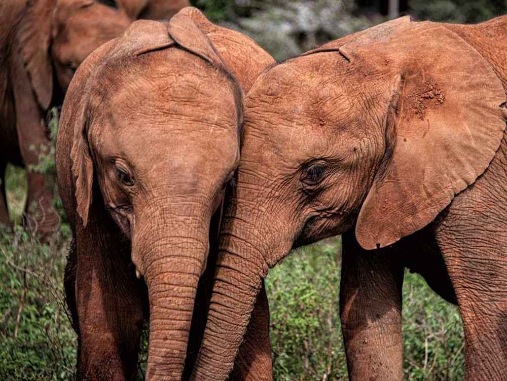 Baby elephant being cared for at the Sheldrick Wildlife Trust orphanage in Nairobi, Kenya