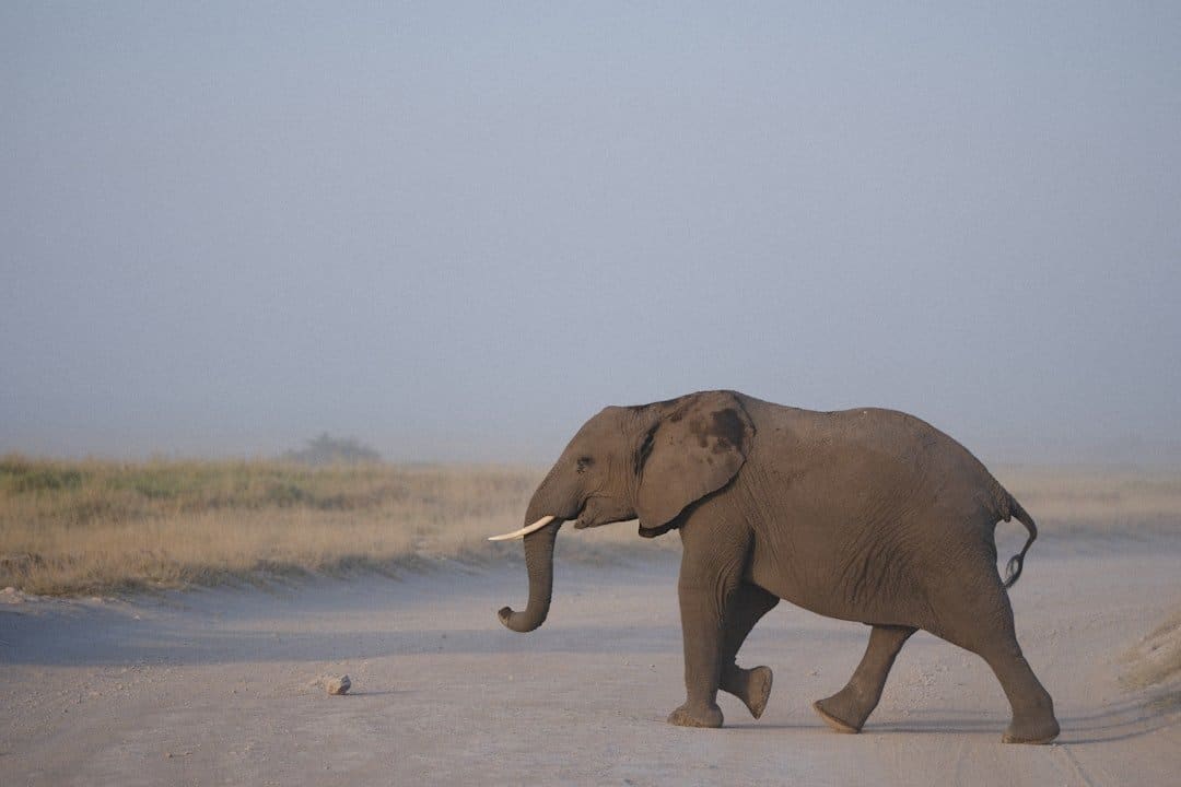 Large bull elephant in the dense sand forest habitat of Tembe Elephant Park, South Africa