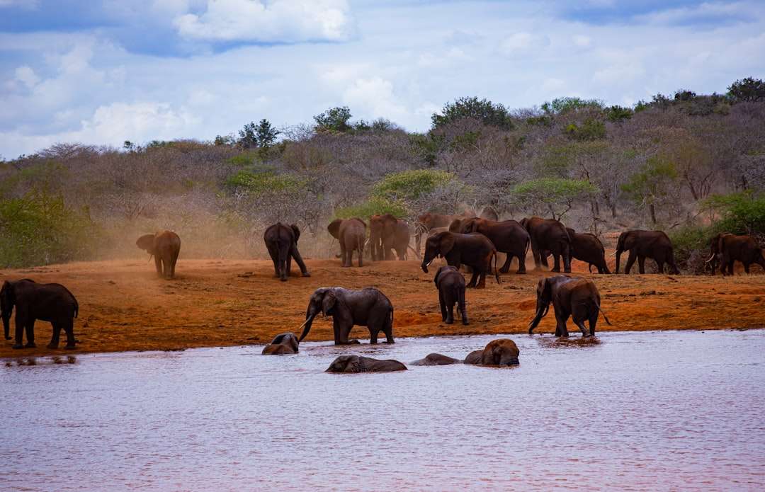 Red dust-covered elephants in Tsavo National Park, Kenya