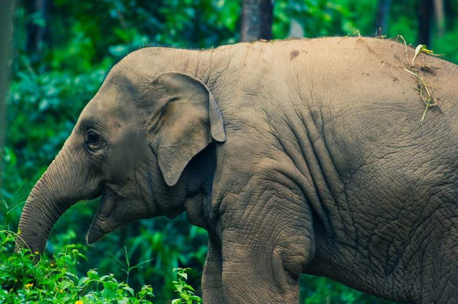 Elephants roaming freely in the jungle forest of Yok Don National Park, Vietnam