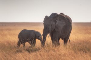A baby elephant calf walking closely beside its mother in the Serengeti