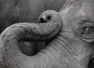 Close-up of an elephant's eye showing visible moisture