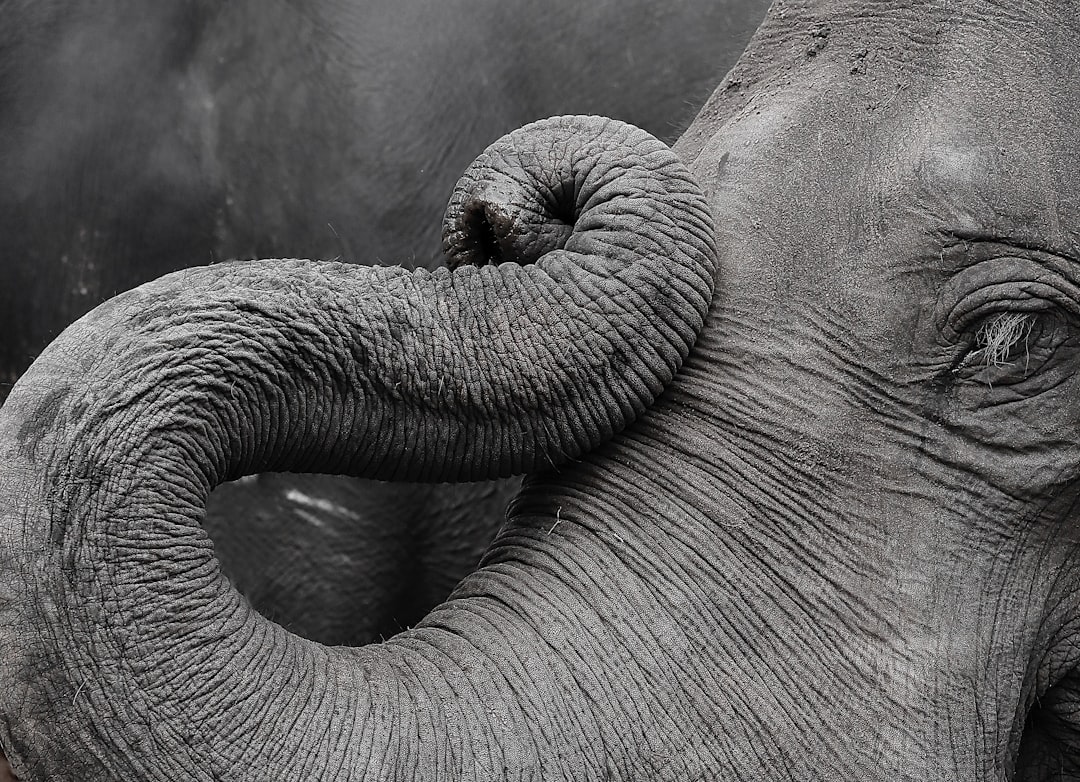 Close-up of an elephant's eye showing visible moisture