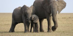 Elephant family with a calf on grassland