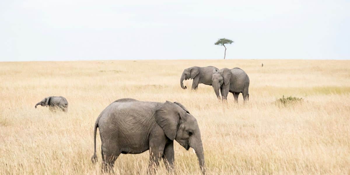 Elephants in the savanna at dusk