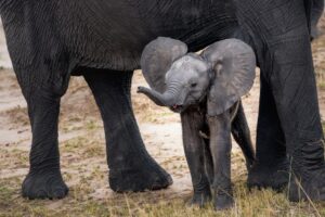 Baby elephant with visible reddish-brown hair on head